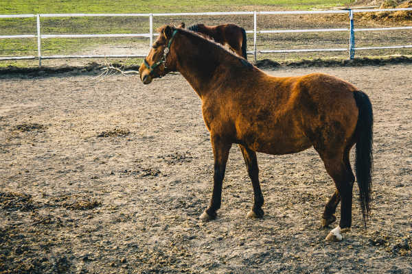 Medical Intuitive Healer's horse